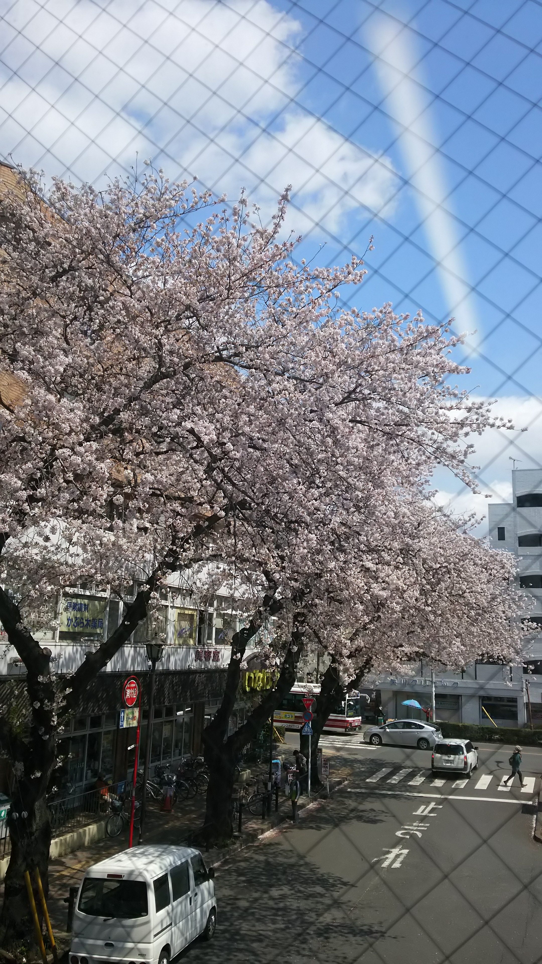 まだまだ桜は綺麗ですね(^^)
