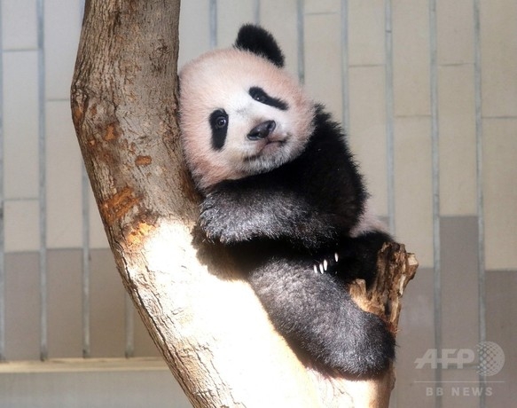 上野動物園シャンシャン一般公開開始！