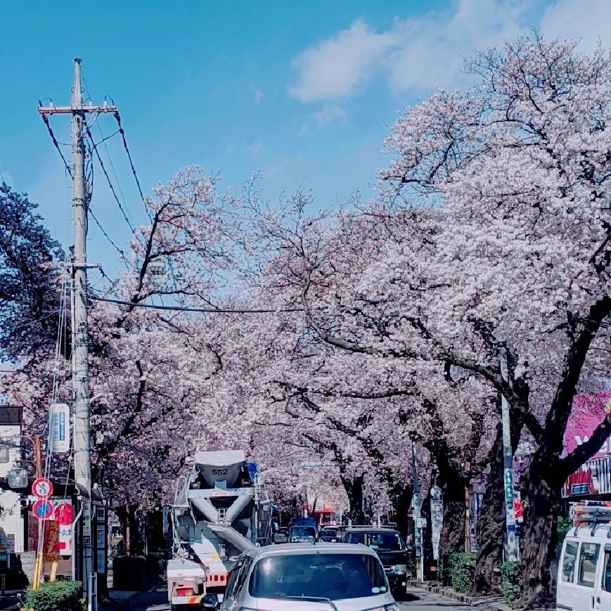 矢川駅前の桜♪